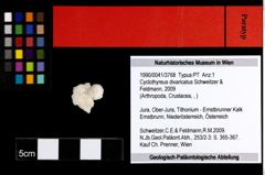 Foto (Objekt + Etiketten) von Cyclothyreus divaricatus (Schweitzer & Feldmann, 2009) 